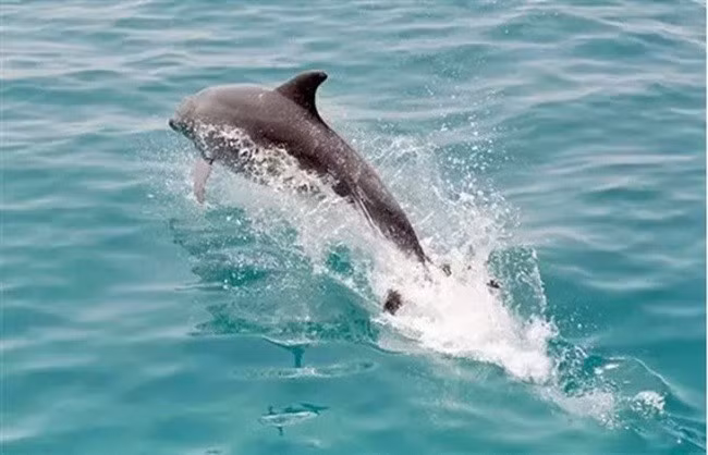 Cá heo dùng tiếng kêu để giao tiếp với đồng loại. Ảnh: AFP