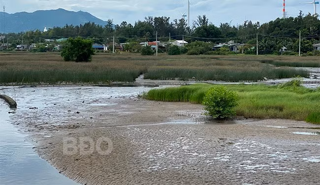 Cánh đồng Tứ Niên bỏ hoang hàng chục năm nay gây lãng phí lớn về tài nguyên đất đai. Ảnh: N.H Cánh đồng Tứ Niên bỏ hoang hàng chục năm nay gây lãng phí lớn về tài nguyên đất đai. Ảnh: N.H