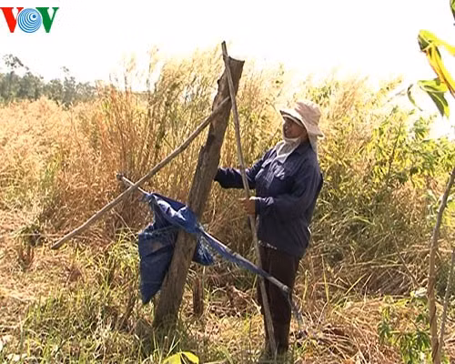 Dân tìm cách xua đuổi voi rừng phá hoa màu Dân tìm cách xua đuổi voi rừng phá hoa màu