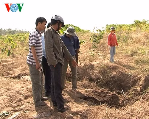 Dấu chân của voi rừng trên rẫy của bà Lê Thị Thêm Dấu chân của voi rừng trên rẫy của bà Lê Thị Thêm