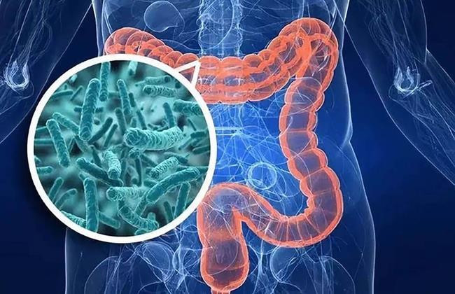 Lợi khuẩn probiotic có trong Kombucha