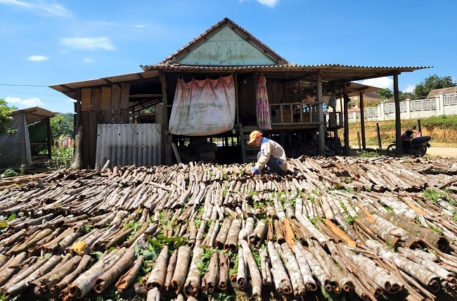 Nguồn thu từ vỏ quế khô giúp đồng bào An Toàn ổn định đời sống. Ảnh: D.T.D