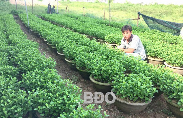 Anh Nguyễn Ngọc Hoàng bên những chậu cúc mới trồng lại, nhiều khả năng không ra hoa đúng vào dịp Tết.