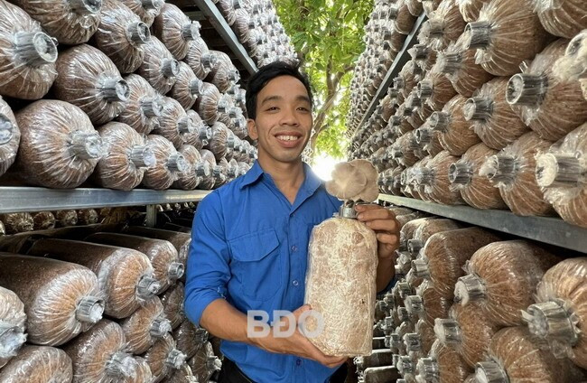 Sản phẩm nấm ăn và nấm dược liệu sạch của HTXNN Agribio Mỹ Đức đã đạt tiêu chuẩn 4 sao. Ảnh: T.SỸ