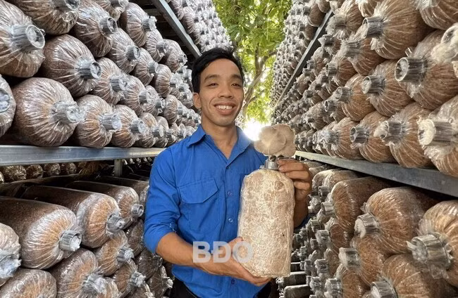 Sản phẩm nấm ăn và nấm dược liệu sạch của HTXNN Agribio Mỹ Đức đã đạt tiêu chuẩn 4 sao. Ảnh: T.SỸ