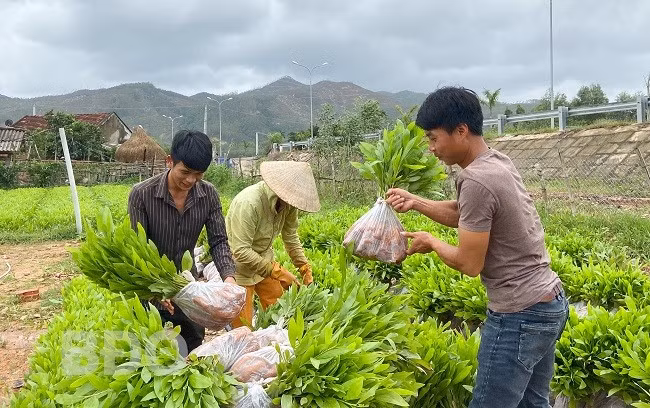 Anh Nguyễn Duy Linh (bìa phải) cùng công nhân chuyển keo giống.
