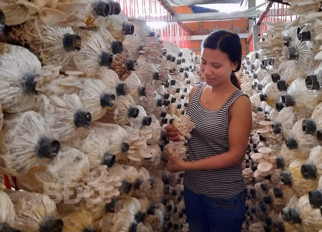 Chị Lê Thị Mến (phường Hoài Hảo, TX Hoài Nhơn) thu hoạch nấm sò trắng.