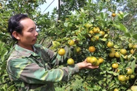 Kbang: Trồng cam, quýt thu "trái ngọt"