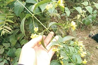 6 công nhân bị ngộ độc, 1 người tử vong sau bữa ăn có món rau rừng xào măng lẫn lá ngón