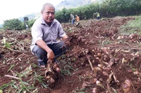 Chư Đăng Ya vào mùa thu hoạch dong riềng