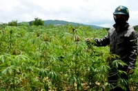 Dự án ứng dụng khoa học công nghệ trong sản xuất nông nghiệp ở Đak Pơ: Thành công một nửa