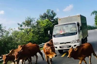 Tái diễn tình trạng bò thả rông trên quốc lộ