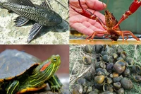 Gia Lai siết chặt quản lý, kiểm soát loài ngoại lai xâm hại