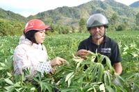 Krông Pa: Bệnh khảm lá mì lan nhanh