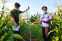 Chư Sê: Phát hiện một điểm trồng hàng trăm cây cần sa