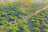 Hương chè Bàu Cạn