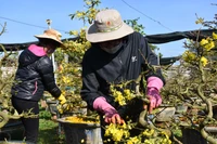 Gia Lai: Thu nhập khá từ chăm sóc mai sau Tết