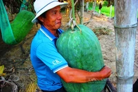 Bình Định: Bí đao khổng lồ được người dân chuyển vào TP.HCM với lời nhắn đặc biệt viết lên quả bí