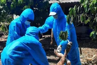 Đắk Lắk: Dịch bệnh hoành hành trên đàn gia súc