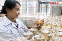 Gia Lai: Sẵn sàng chuyển giao công nghệ sản xuất nấm Đông trùng hạ thảo
