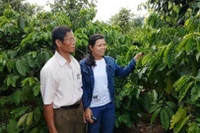 Hội Cựu chiến binh huyện Chư Pưh giúp hội viên phát triển kinh tế