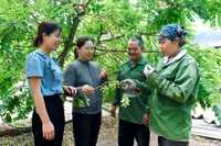 Khởi nghiệp từ mô hình trồng chùm ruột kết hợp chăn nuôi