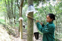 Xuất khẩu cao su Việt Nam sang Hoa Kỳ dự báo tiếp tục tăng