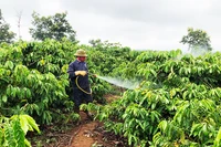 Gia Lai: Tăng cường phòng trừ sâu bệnh hại cây trồng