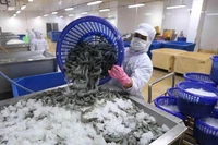 Doanh nghiệp xuất khẩu tôm đối diện áp lực chi phí và nguyên liệu