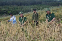 Những hạt thóc nghĩa tình nơi biên giới