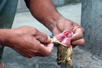 Ăn thịt cóc, ba chị em bị ngộ độc