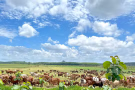 Gia Lai: Chấp thuận chủ trương đầu tư dự án Phát triển nông nghiệp bền vững Thaco Agri gần 3.820 tỷ đồng