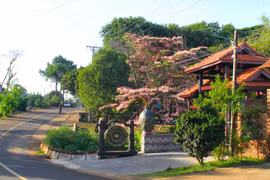 Muồng hoa đào nở rộ, hút khách đến làng Ơp check-in.