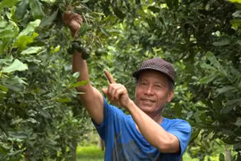 Ông Thọ vui vẻ với thành quả từ vườn mắc ca. 