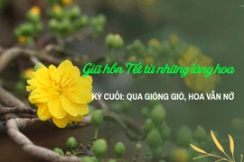 Giữ hồn Tết từ những làng hoa.