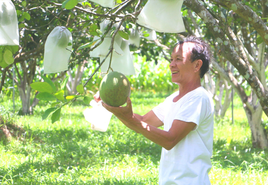Ông Hàn Văn Thanh (thôn Tân Thịnh, Ân Tường) bên vườn bưởi cho thu nhập hơn 100 triệu mỗi năm của gia đình. Ảnh: Quang Tấn vuon-buoi-da-xanh-hon-100-cay-cua-ho-han-van-thanh-thon-tan-thinh-an-tuong-cho-thu-nhap-on-dinh-hon-100-trieu-moi-nam-quang-tan.jpg