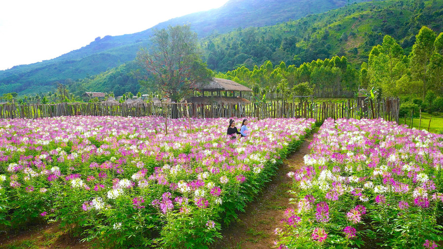 Sắc tím hồng và trắng của hàng ngàn bông túy điệp khiến khung cảnh nơi đây như một tấm thảm hoa mềm mại trải dài dưới chân núi. Ảnh: C.H z7131475274769-a8dd30387218c8bb1f2f8cc9991d7d1d.jpg