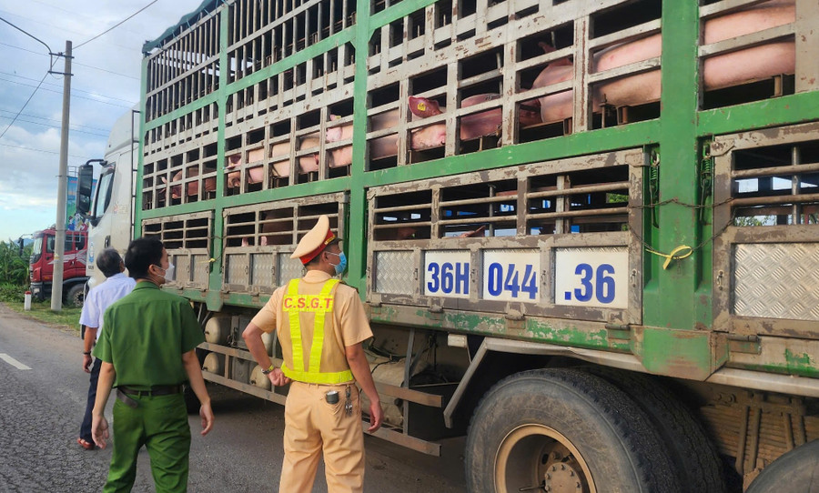 Chiếc xe chở heo bị cơ quan chức năng phát hiện. Ảnh : ĐVCC z6831675101243-2e61d94bcd37ec157ba041edde76bfc6.jpg