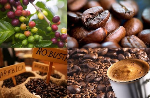 Giá thu mua cà phê trung bình ngày 14-8 tại các địa bàn trọng điểm là 108.000 đồng/kg. Ảnh: Internet cf.jpg