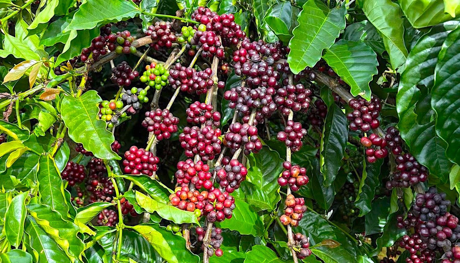 gia-ca-phe-dao-chieu-tang-nhe-trong-ngay-cuoi-thang-1.jpg