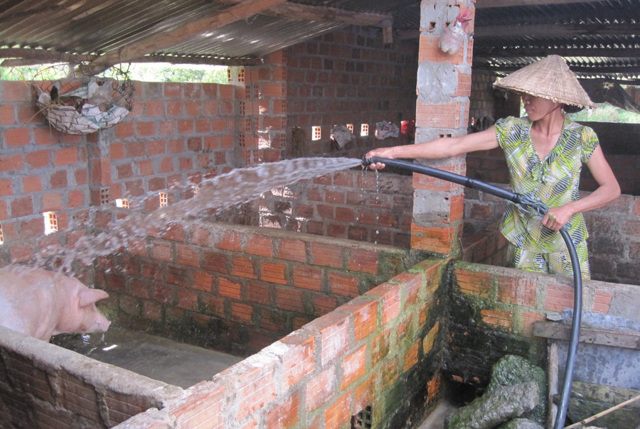 Thị trường trong nước ngày 25-9 ghi nhận sự sụt giảm của giá heo hơi tại miền Trung và miền Nam với mức 1.000-2.000 đồng/kg. Ảnh: Mộc Trà thi-truong-trong-nuoc-ngay-25-9-ghi-nhan-su-sut-giam-cua-gia-heo-hoi-tai-mien-trung-va-mien-nam-voi-muc-1000-2000-dongkg.jpg