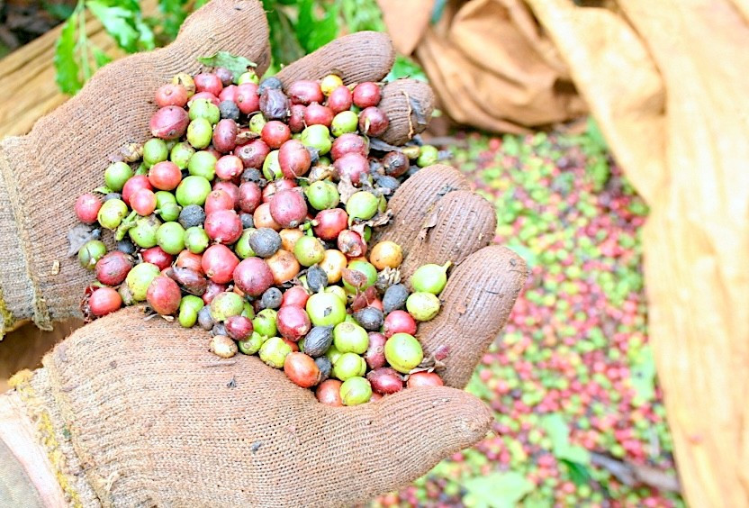 Giá cà phê trong nước lập kỷ lục mới trong ngày 13-8, vượt ngưỡng 107.000 đồng/kg. Ảnh: Mộc Trà anh-9.jpg