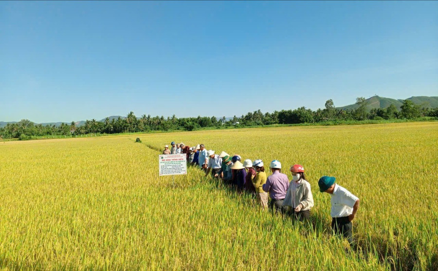 Nông dân tham quan mô hình. Ảnh: Ánh Nguyệt 5-6690.jpg