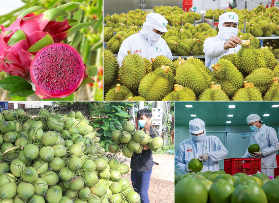 Xuất khẩu rau quả của Việt Nam đạt hơn 6,1 tỷ USD trong 9 tháng năm 2025. Ảnh: vtv.vn xuat-khau-rau-qua-cua-viet-nam-dat-hon-61-ty-usd-trong-9-thang.png