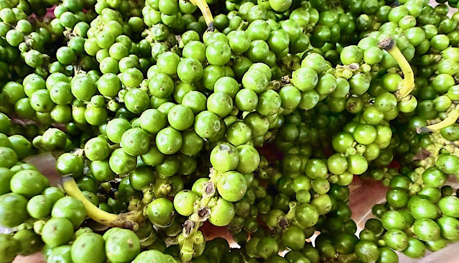 Ngày 25-8, hồ tiêu trong nước có giá từ 143.000-146.000 đồng/kg. Ảnh: M.T hotieu.jpg