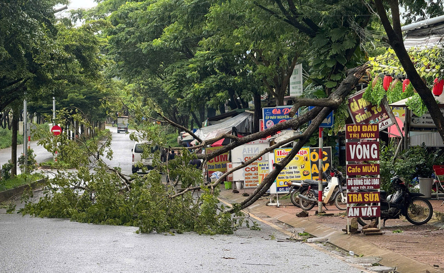 Cây muồng vàng lớn gãy đổ gây ách tắc giao thông trên đường Cách Mạng Tháng Tám nối dài. Ảnh: K.P anh-2.jpg