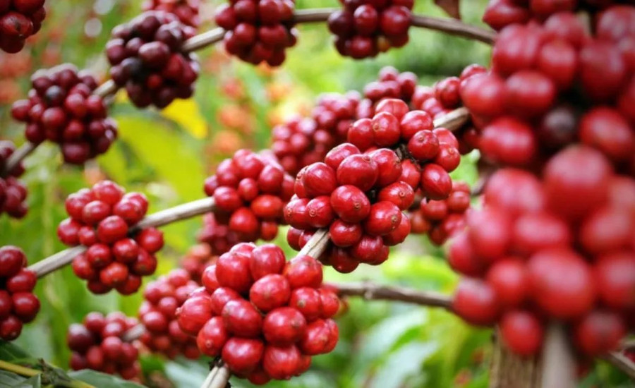 Hôm nay (13-9), cà phê trong nước tiếp tục tăng 1.400 đồng/kg. Ảnh: Internet ngay-13-9-ca-phe-tai-gia-lai-tang-len-muc-118000-dongkg.jpg