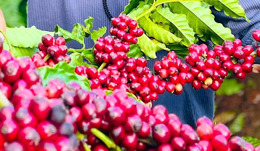 Ngày 11-10, giá cà phê ở Gia Lai giảm nhẹ 500 đồng/kg, xuống mức 114.000 đồng/kg. Ảnh: M.T gia-ca-phe-o-gia-lai-giam-nhe-xuong-muc-114000-dong-kg.jpg