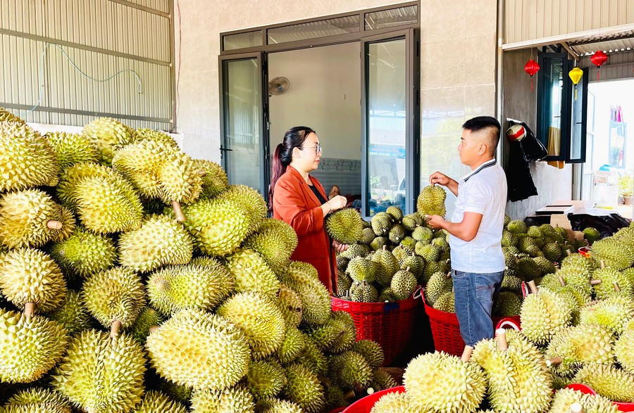 Phóng viên Báo Gia Lai (bìa trái) tác nghiệp tại một vựa sầu riêng. Ảnh: V.T 1.jpg