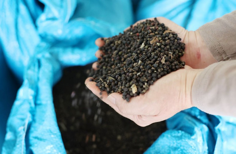 Giá thu mua tại các thị trường trọng điểm tăng lên 142.500-146.000 đồng/kg trong ngày 23-8. Ảnh: Hoài Thu/TTXVN ho-tieu-2789.jpg